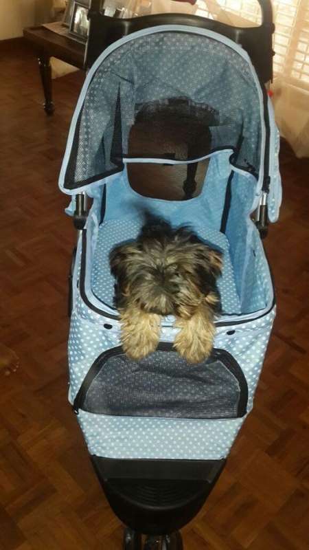 Pet strollers - 3 or 4 wheeler - 4-wheeler-red