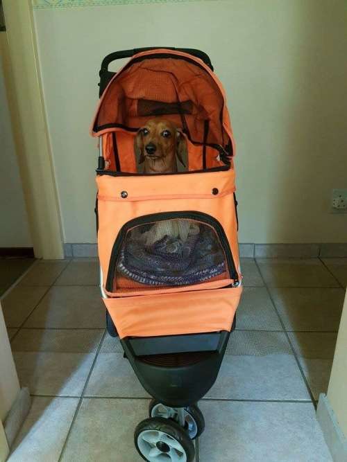 Pet strollers - 3 or 4 wheeler - 4-wheeler-red