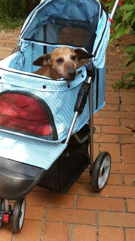 Pet strollers - 3 or 4 wheeler - 4-wheeler-red