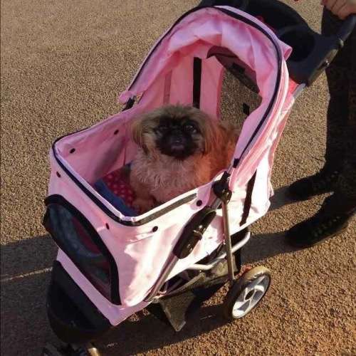Pet strollers - 3 or 4 wheeler - 4-wheeler-red