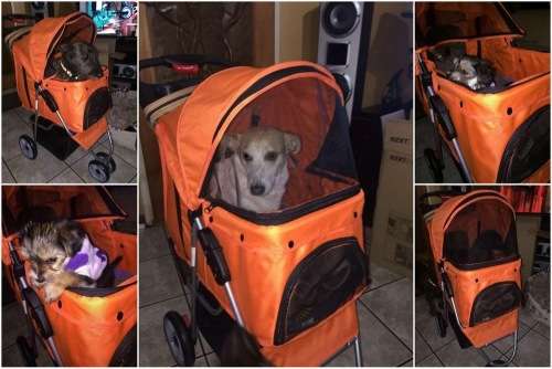 Pet strollers - 3 or 4 wheeler - 4-wheeler-red