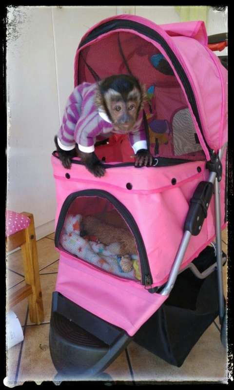 Pet strollers - 3 or 4 wheeler - 4-wheeler-red