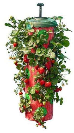 Upside Down Strawberry Planter