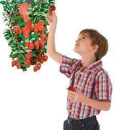 Upside Down Strawberry Planter