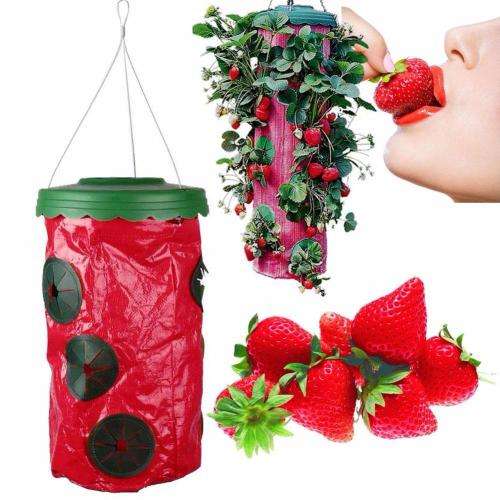 Upside Down Strawberry Planter
