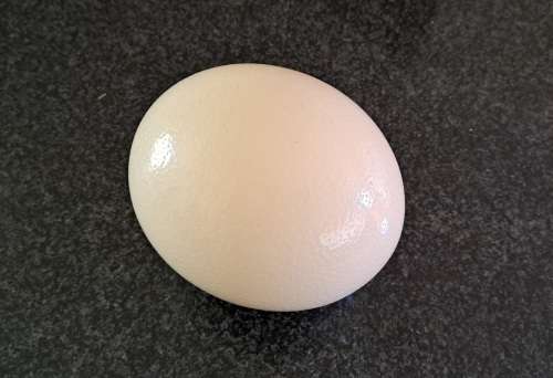 Ostrich Egg Shell