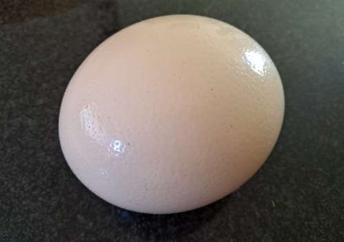 Ostrich Egg Shell