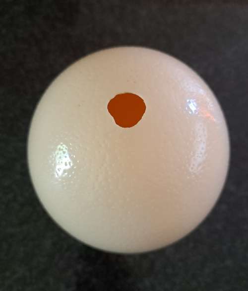 Ostrich Egg Shell