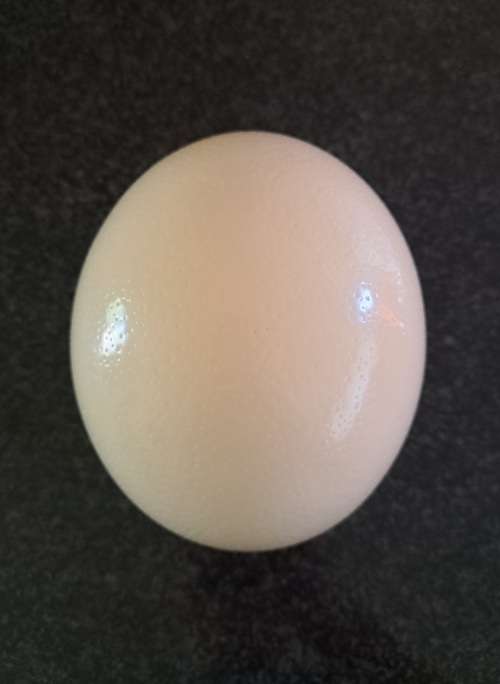 Ostrich Egg Shell