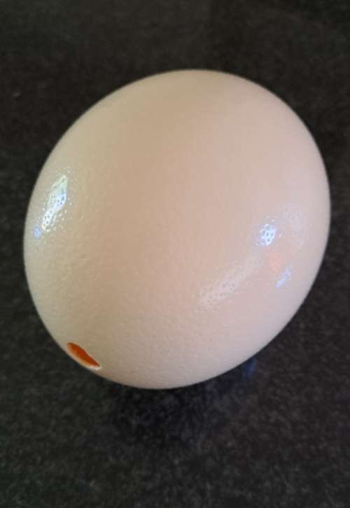 Ostrich Egg Shell