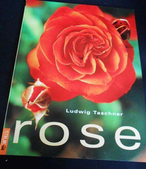 Rose deur Ludwig Taschner