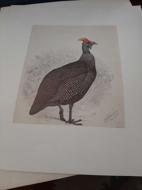 Claude gibney finch-davids south African birds folder