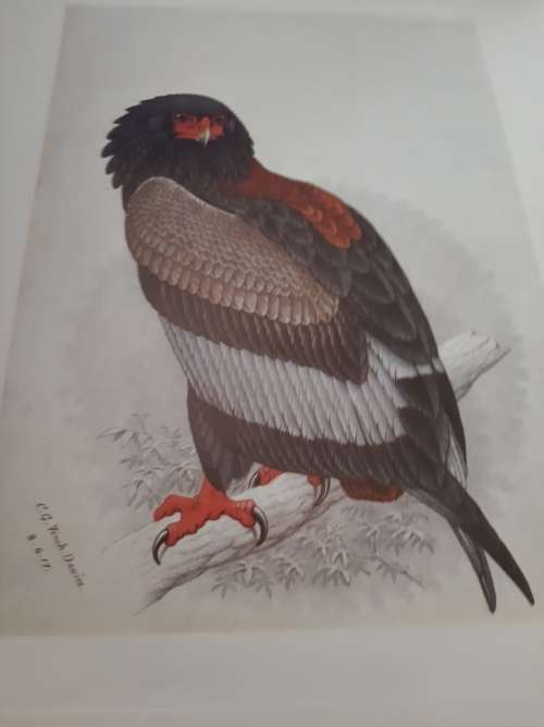 Claude gibney finch-davids south African birds folder