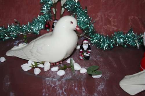 CASA PUPO PORTUGAL FEMALE FAN TAILED PIGEON DOVE BIRD