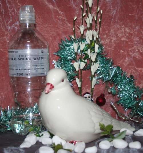 CASA PUPO PORTUGAL FEMALE FAN TAILED PIGEON DOVE BIRD