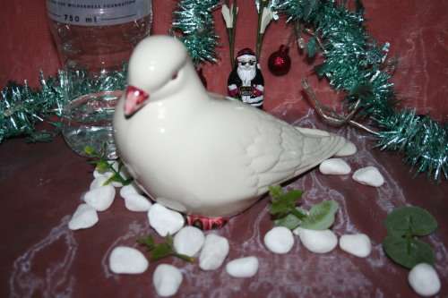 CASA PUPO PORTUGAL FEMALE FAN TAILED PIGEON DOVE BIRD
