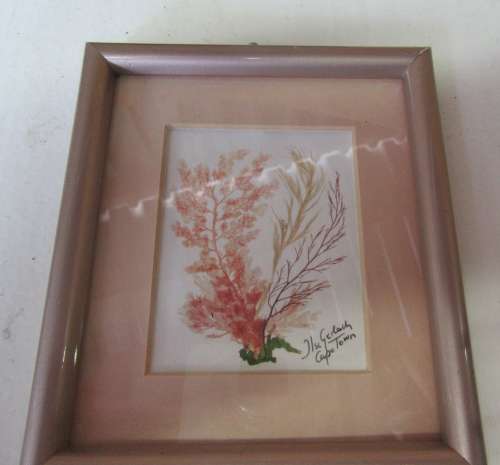 WOW A GORGEOUS VINTAGE WOODEN FRAME WITH GENUINE CAPE SEA WEADS BEHIND GLASS STUNNING VINTAGE PIECE