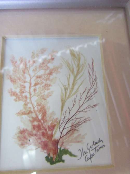 WOW A GORGEOUS VINTAGE WOODEN FRAME WITH GENUINE CAPE SEA WEADS BEHIND GLASS STUNNING VINTAGE PIECE