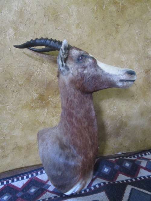 A TROPHY SHOULDER MOUNT BLESS BUCK