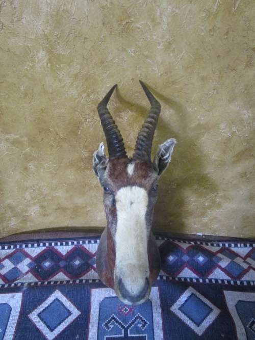 A TROPHY SHOULDER MOUNT BLESS BUCK