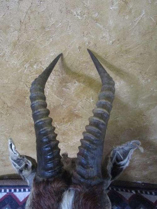 A TROPHY SHOULDER MOUNT BLESS BUCK