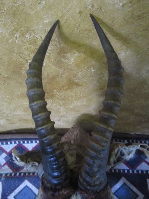 A TROPHY SHOULDER MOUNT BLESS BUCK