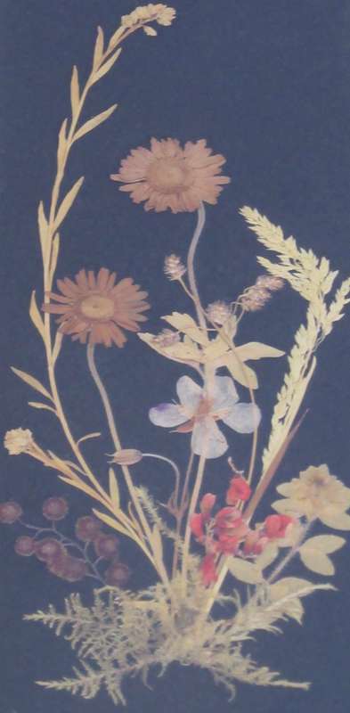 XMAS PROMOTION !!!! TWO MARVELOUS VINTAGE FRAMED PRESSED FLOWER ART