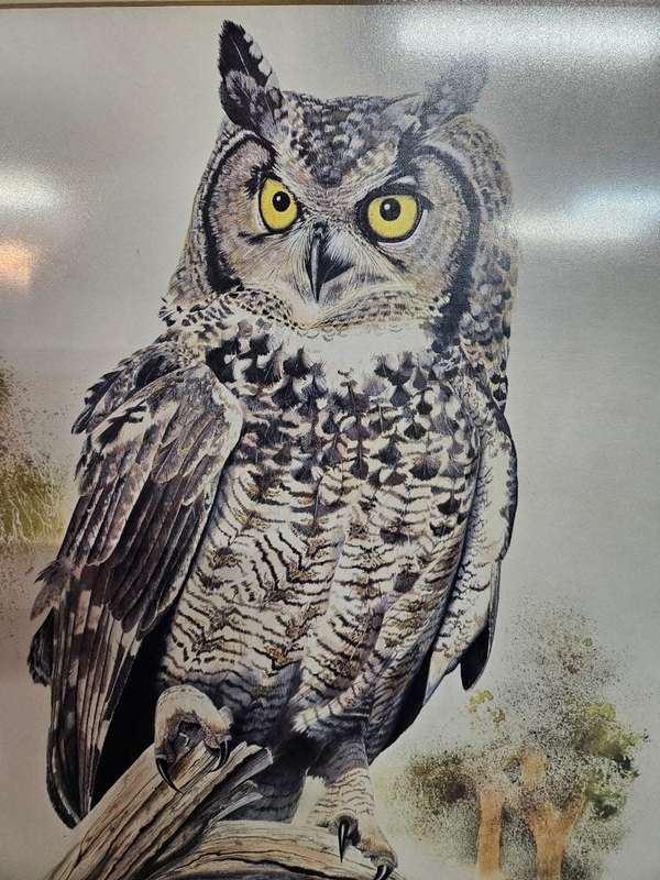 Owl Print by Chris van Rooyen