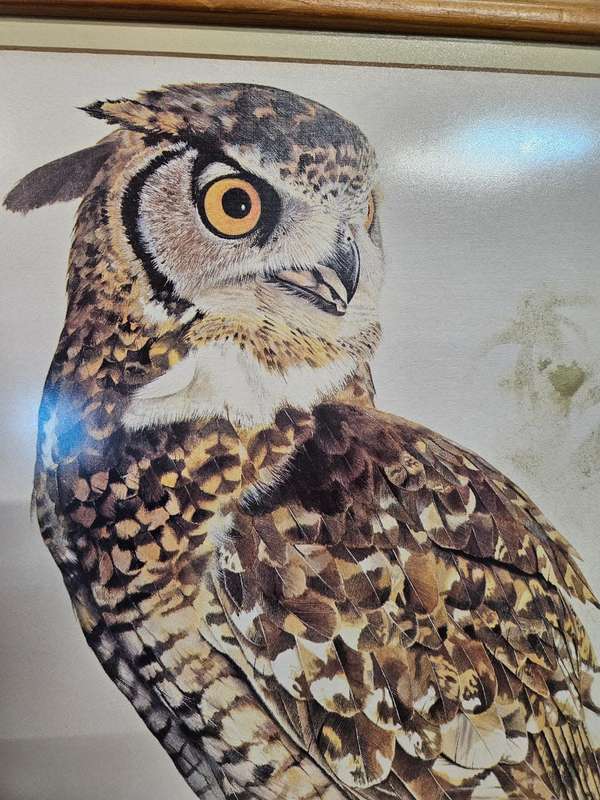 Owl Print by Chris van Rooyen
