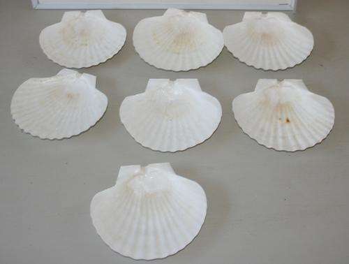 SEVEN FANTASTIC VINTAGE SHELLS TO SERVE STARTERS