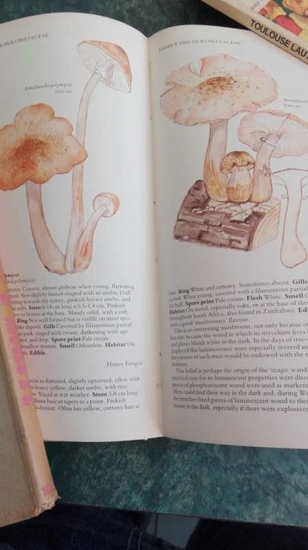 A Field Guide to the Mushrooms of South Africa by Hilda Levin Margo Branch Simon Rappoport Derek Mi