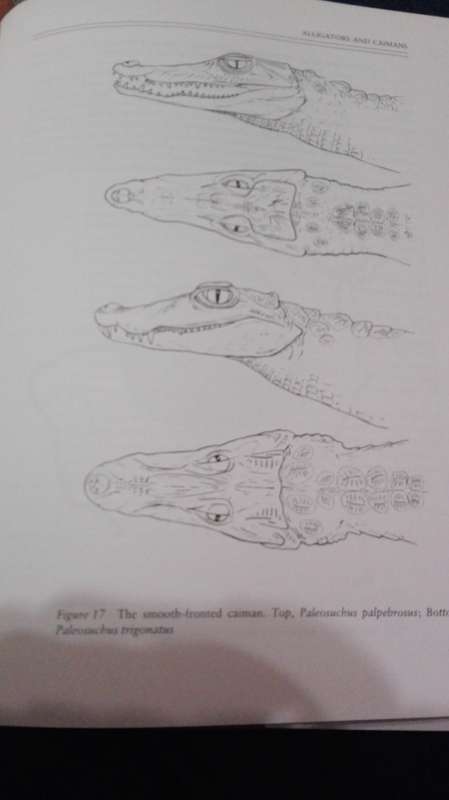 CROCODILES by RODNEY STEEL ( Remarkable Reptiles )