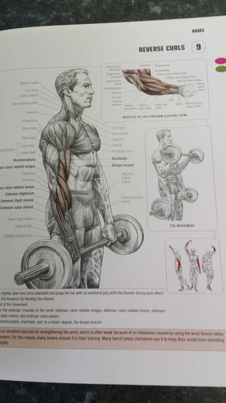 STRENGTH TRAINING ANATOMY FREDERIC DELAVIER Second Edition