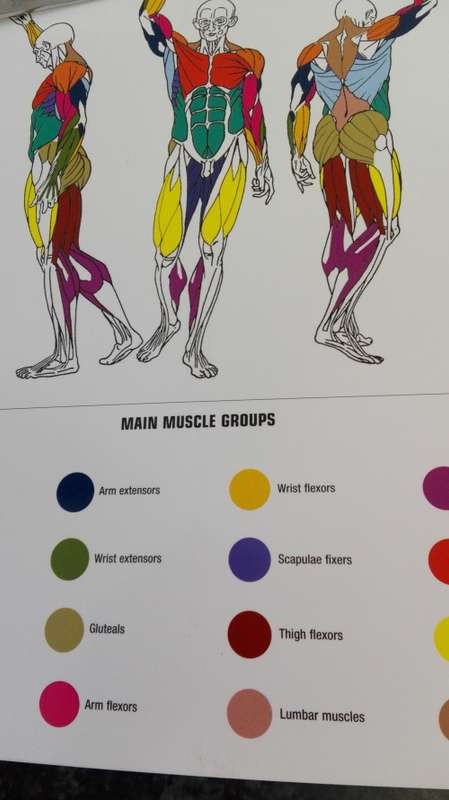 STRENGTH TRAINING ANATOMY FREDERIC DELAVIER Second Edition