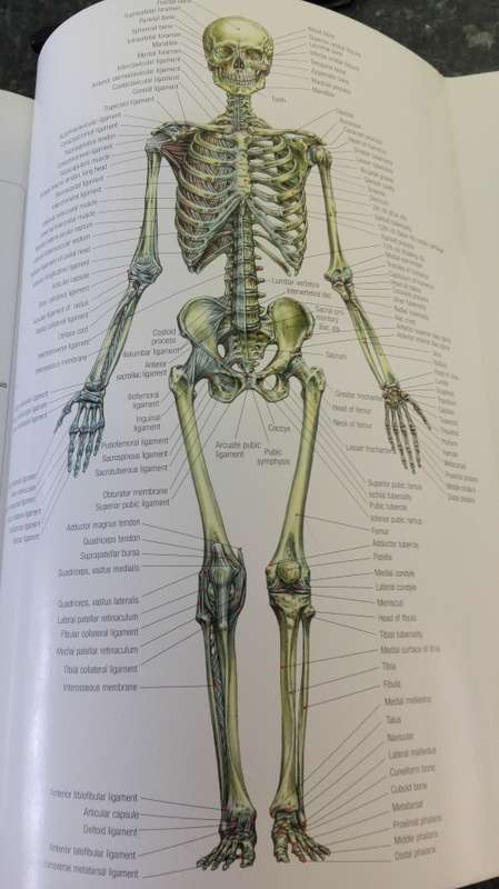 STRENGTH TRAINING ANATOMY FREDERIC DELAVIER Second Edition