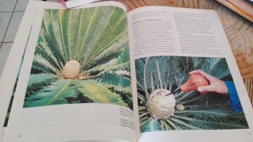GROW CYCADS  Kirstenbosch Gardening Series John Donaldson and John Winter 1996