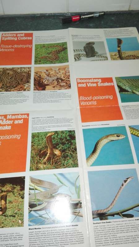 SNAKES of Southern Africa VIVIAN F M FITZSIMONS plus Poster "  The John Visser Guide to Dangerous