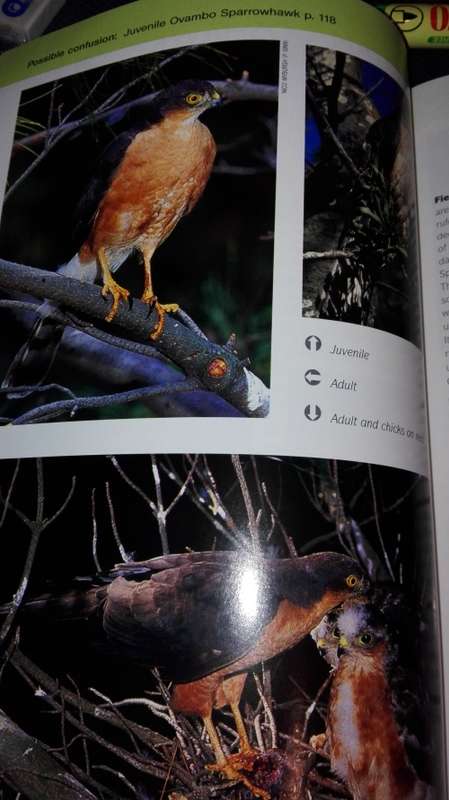 RAPTOR IDENTIFICATION GUIDE FOR SOUTHERN AFRICA ULRICH OBERPRIELER  ( SAPPI )