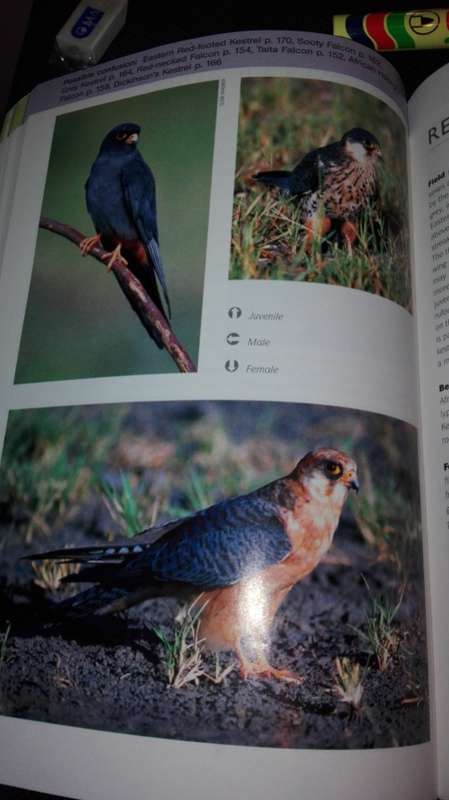 RAPTOR IDENTIFICATION GUIDE FOR SOUTHERN AFRICA ULRICH OBERPRIELER  ( SAPPI )