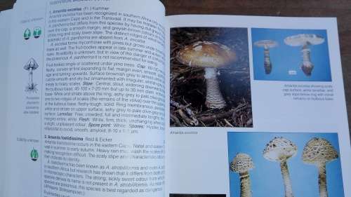 FIELD GUIDE MUSHROOMS OF SOUTHERN AFRICA  G C A van der Westhuizen Albert Eicker
