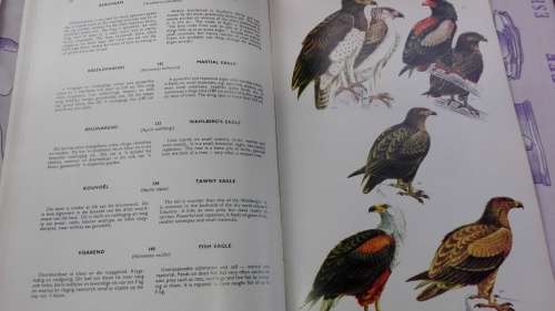 Birds of the Kruger and other National Parks Voels van die Krugerwildtuin en ander Nasionale Parke