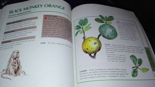 SAPPI TREE SPOTTING  LOWVELD  Tree Identification Made Easy Jacana ( signed by Illustrator )   )