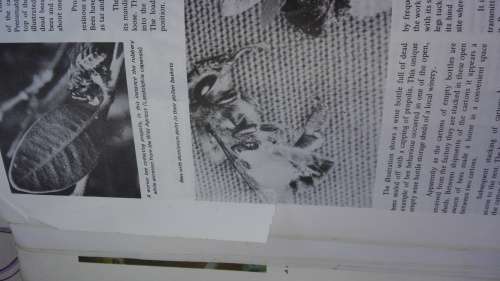BEEKEEPING in SOUTH AFRICA by R H ANDERSON B BUYS & M F JOHANNSMEIER ( Condition ; Fair )
