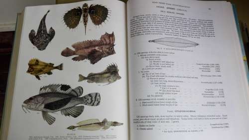 SMITH'S SEA FISHES Professor J L B SMITH Reprint of an Enlarged Edition 1977  ( Fish )