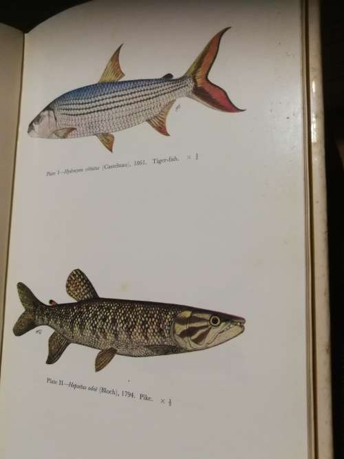 Freshwater Fishes of the Zambezi River Lake Kariba Pungwe Sabi Luni and Limpopo Rivers R A Jubb