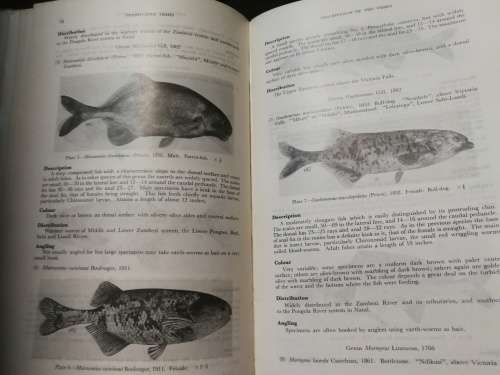 Freshwater Fishes of the Zambezi River Lake Kariba Pungwe Sabi Luni and Limpopo Rivers R A Jubb