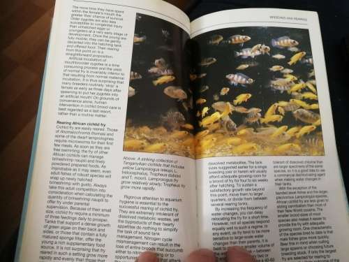 AN INTERPET GUIDE to AFRICAN CICHLIDS Dr Paul V LOISELLE ( Tropical Freshwater Fishes fish)