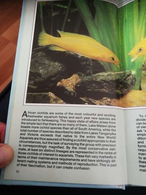 AN INTERPET GUIDE to AFRICAN CICHLIDS Dr Paul V LOISELLE ( Tropical Freshwater Fishes fish)