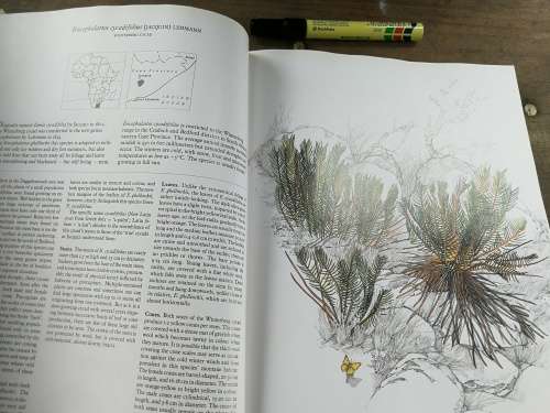 CYCADS OF AFRICA by and SIGNED by DOUGLAS GOODE Consultant Editor John Comrie - Grieg