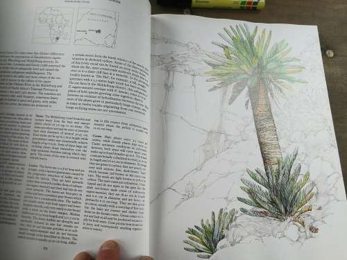 CYCADS OF AFRICA by and SIGNED by DOUGLAS GOODE Consultant Editor John Comrie - Grieg